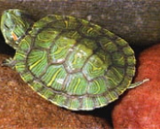 tartaruga-de-aquario-11