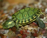 tartaruga-de-aquario-12