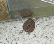 tartaruga-de-aquario-14
