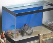 tartaruga-de-aquario-15