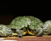tartaruga-de-aquario-3