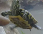 tartaruga-de-aquario-8