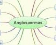 transpiracao-das-angiospermas-e-organizacao-da-estrutura-3