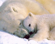 urso-polar-ameacado-3