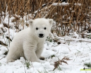 urso-polar-ameacado-4