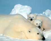 urso-polar-ameacado-1
