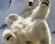 urso-polar-ameacado-2