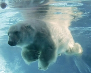 urso-polar-ameacado-3