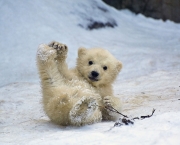 Polar Bear Cubs in Moscow Zoo