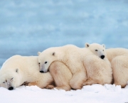 urso-polar-ameacado-6