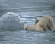 urso-polar-ameacado-1