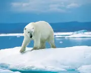 urso-polar-ameacado-2