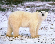 urso-polar-ameacado-4