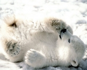 urso-polar-ameacado-5