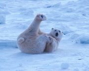 urso-polar-ameacado-6