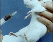 uso-de-animais-em-experimento-e-regulamentado-no-brasil-8