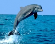vazamento-de-petroleo-adoece-golfinhos-1