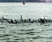 vazamento-de-petroleo-adoece-golfinhos-10