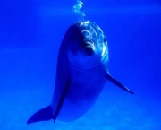 vazamento-de-petroleo-adoece-golfinhos-11