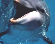 vazamento-de-petroleo-adoece-golfinhos-12