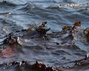 vazamento-de-petroleo-adoece-golfinhos-13