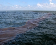 vazamento-de-petroleo-adoece-golfinhos-2