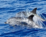 vazamento-de-petroleo-adoece-golfinhos-8