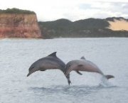 vazamento-de-petroleo-adoece-golfinhos-9