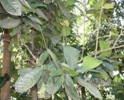 vegetacao-da-india-9
