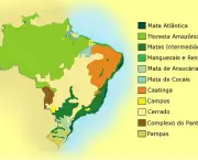 Vegetacao da Regiao Sudeste Brasileira (7)