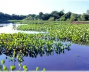 vegetacao-do-pantanal-4
