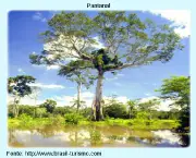 vegetacao-do-pantanal-7