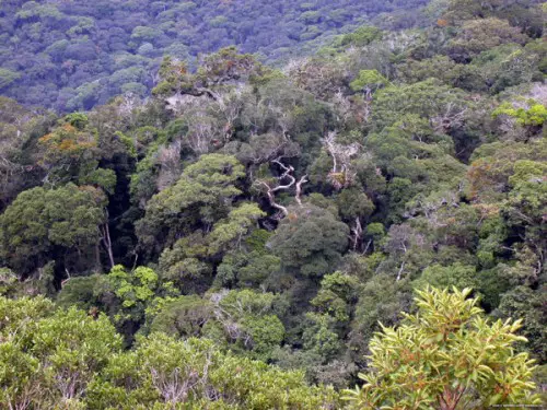 O Bioma de Bosques e Florestas