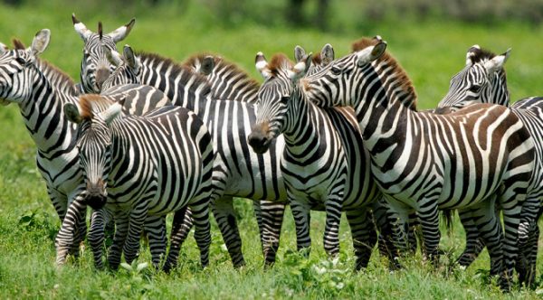 Família de Zebras