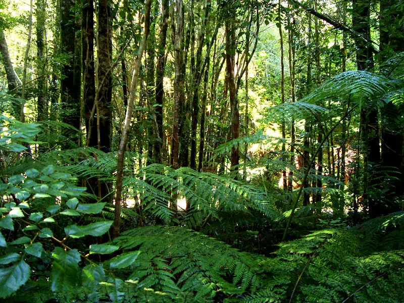 Floresta Tropical Pluvial