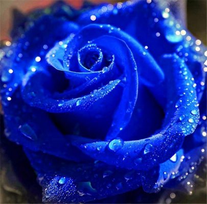 Imagens de Rosas Azuis