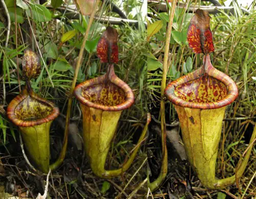 Flor Nepenthes attenboroughii
