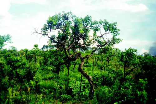 Vegetação do Cerrado