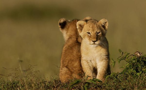 Filhote de Leão na Savana Africana