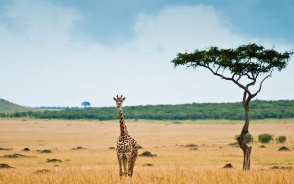 Girafa no Meio da Savana
