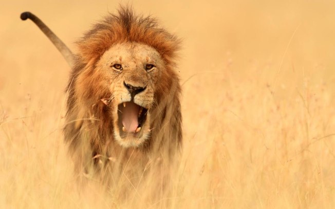 Leão Africano Rugindo