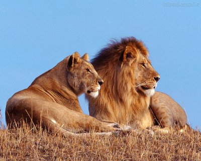 Casal de Leões Africanos
