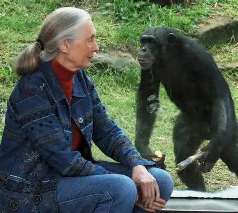 Jane Goodall Sobre os Chimpanzés