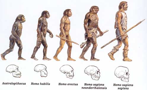 O Significado Da Evolução