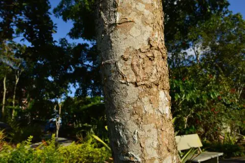 Angico-branco (Albizia polycephala)