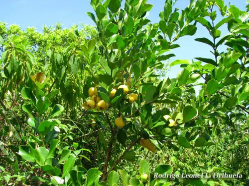Araçá – amarelo (Psidium cattleianum)