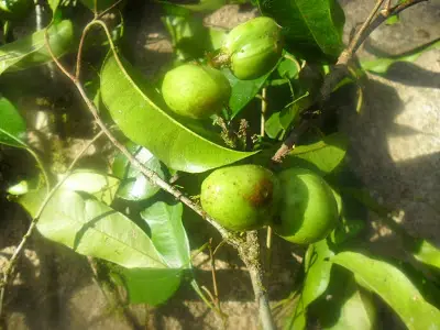 Caxeta (Chrysophyllum gonocarpum)