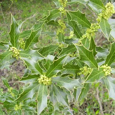 Espinheira-santa (Maytenus sp.)