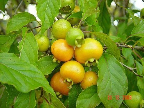 Guabiroba-lisa (Campomanesia xanthocarpa)