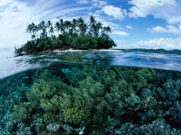 Vegetação Marítima - Papua Nova Guiné